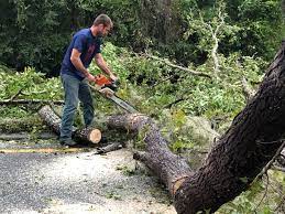 How Our Tree Care Process Works  in  Nassau Bay, TX