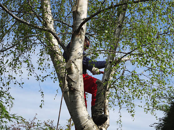 Trusted Nassau Bay, TX Tree Removal Services Experts