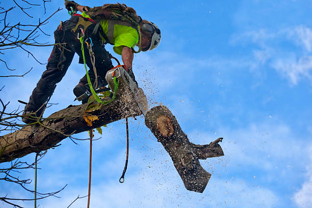 Tree and Shrub Care in Nassau Bay, TX